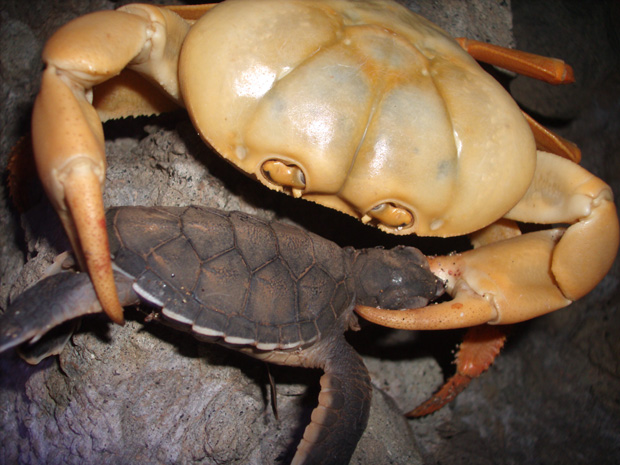 A predação natural, por si só, não é capaz de representar perigo de extinção para as tartarugas marinhas.