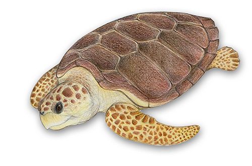 Tartaruga-cabeçuda
