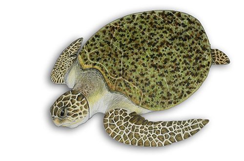 Tartaruga-verde
