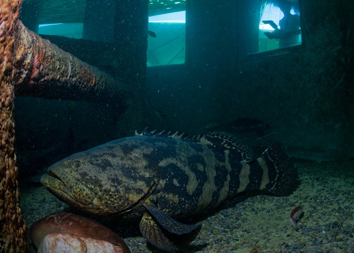 Oceanário de Aracaju - SE