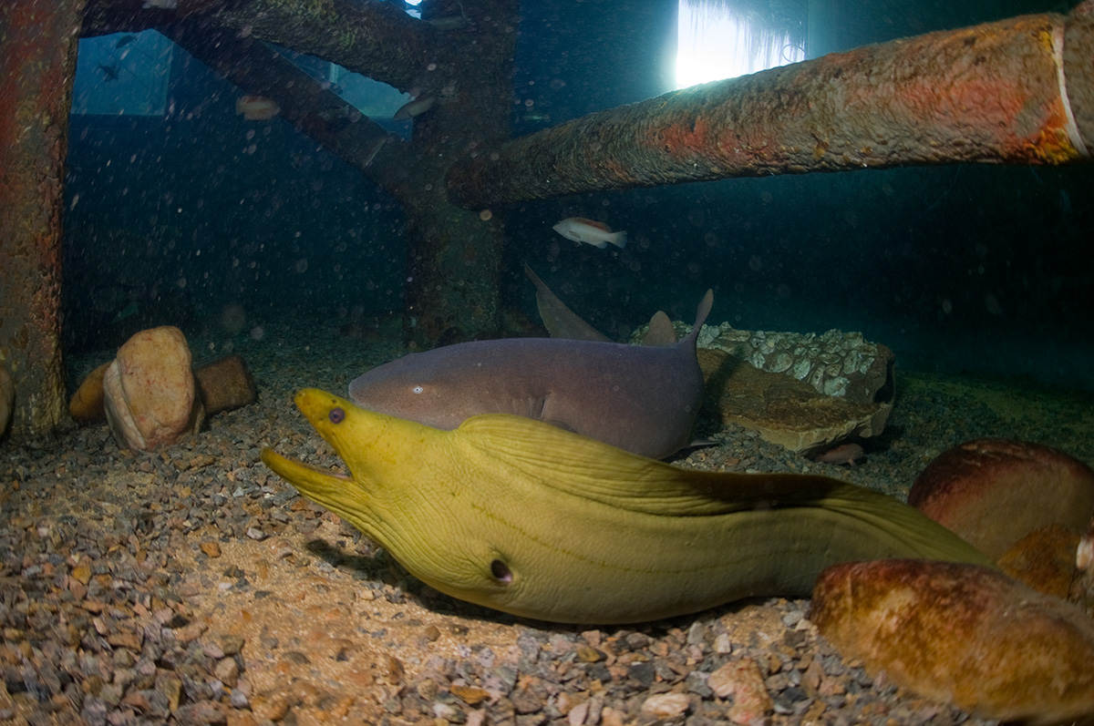 Oceanário de Aracaju - SE