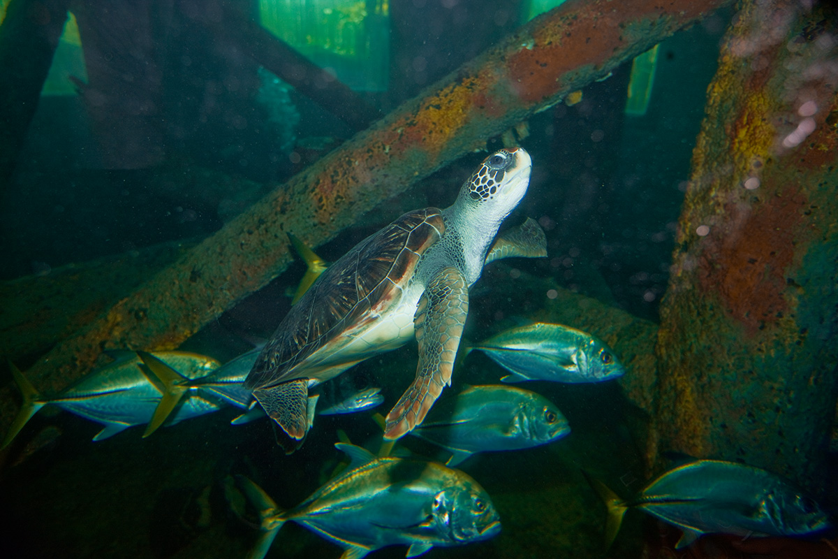 Oceanário de Aracaju - SE