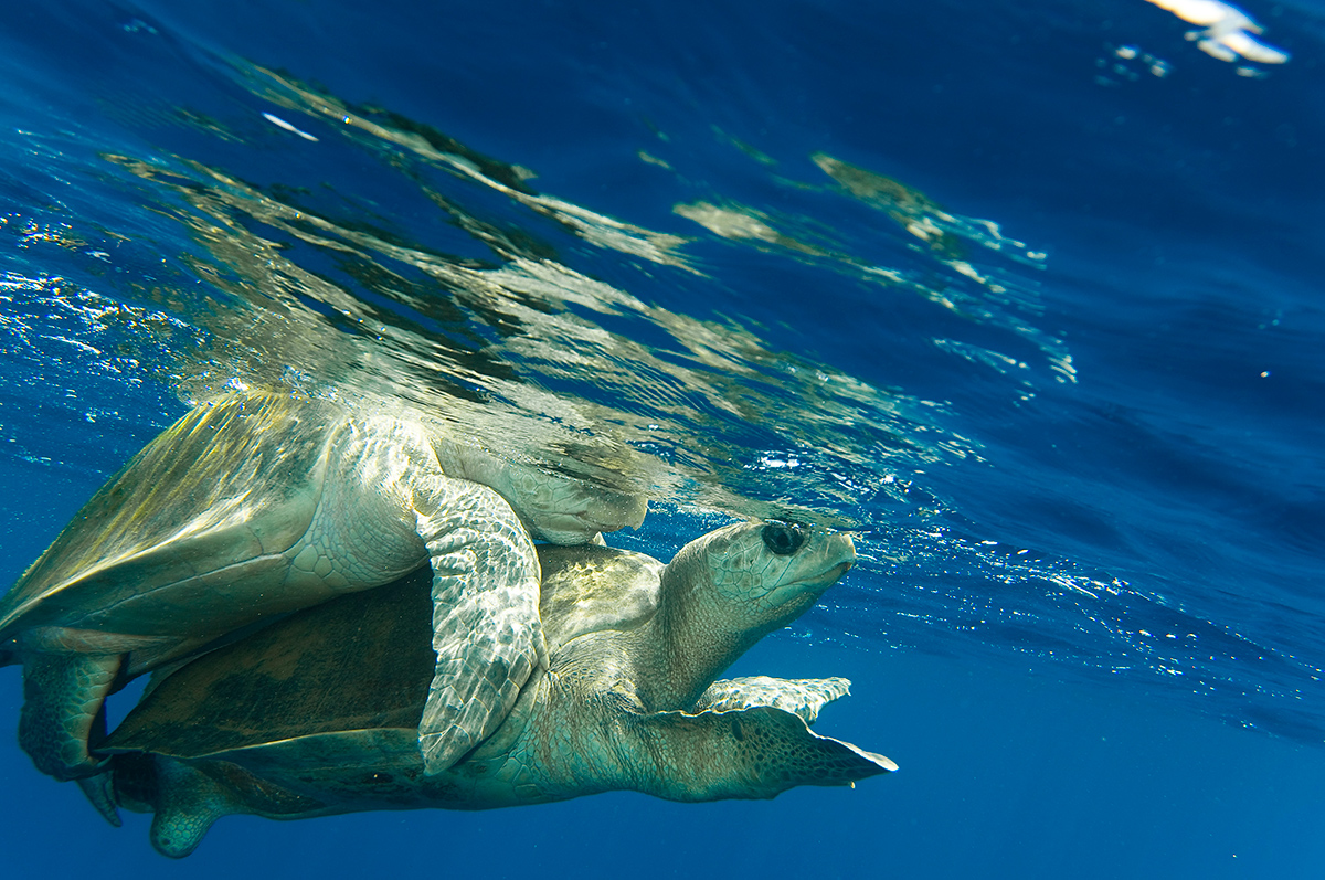 Cópula de tartaruga oliva no azul marinho.