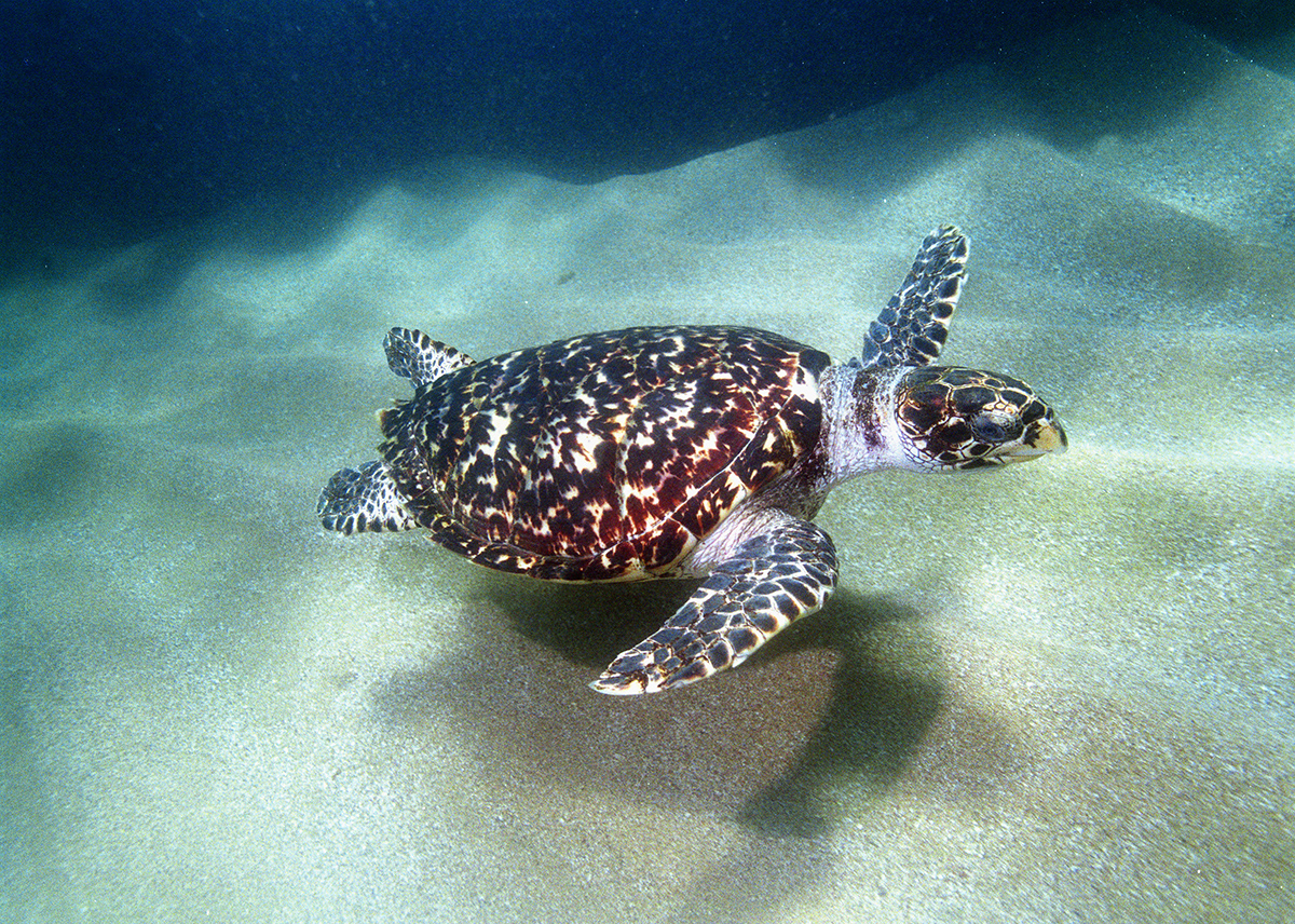 Tartaruga de pente juvenil.