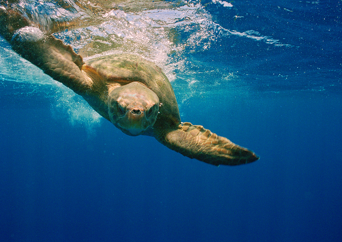 Tartaruga cabeçuda no azul marinho.