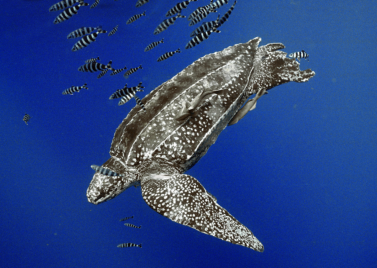 Tartaruga de couro acompanhada por peixes-piloto e rêmoras.