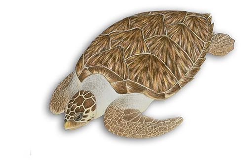 Tartaruga-de-pente