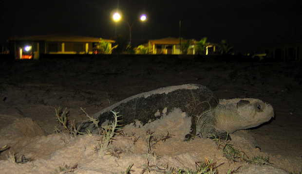 É importante adequar a iluminação da orla para não prejudicar as tartarugas marinhas